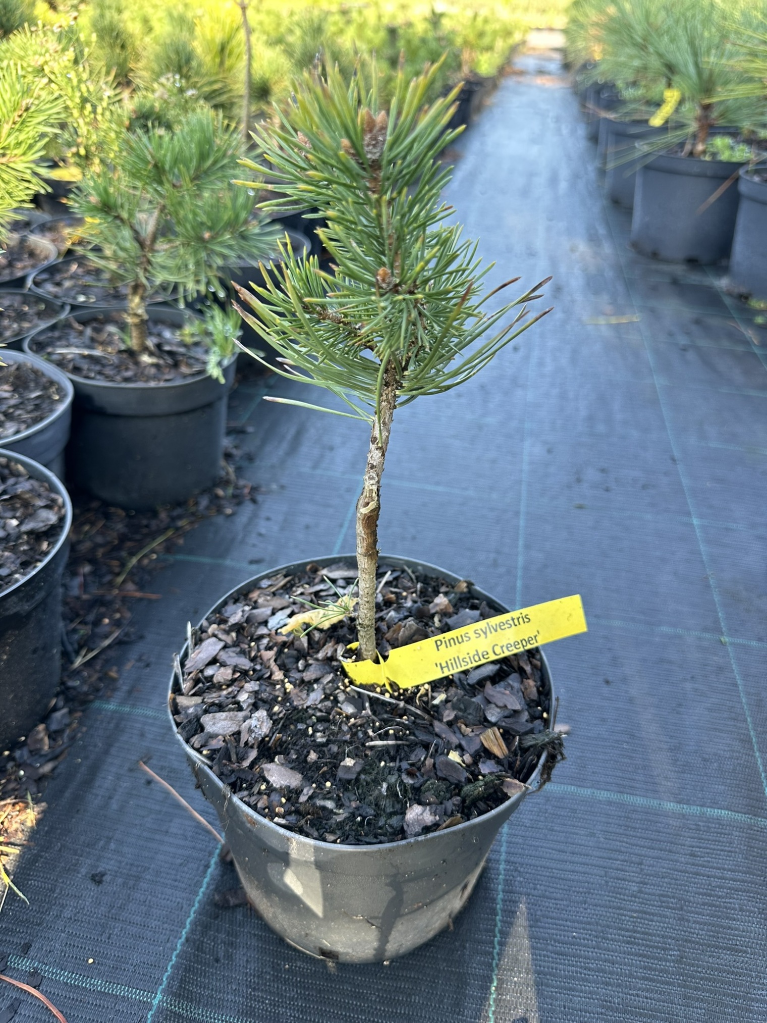 Сосна обыкновенная Хилсайд Крипер